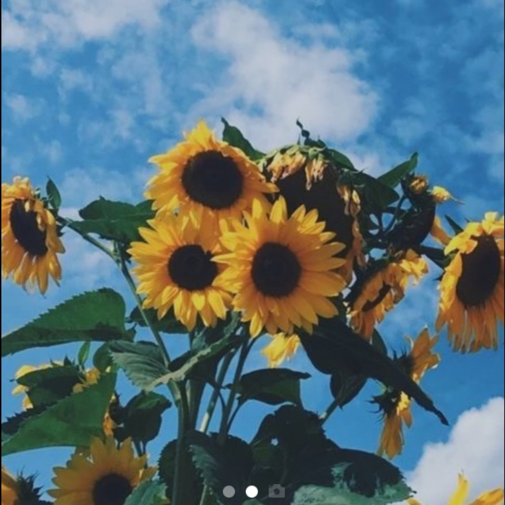 Meet your Posher, Abby